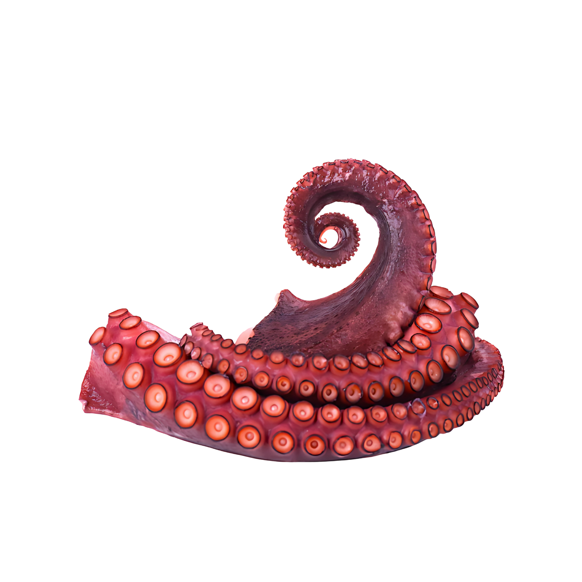 fotos-web-2025_solo-zip-tentaculo-pulpo2